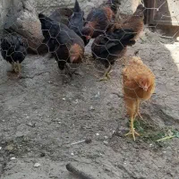 نیمجه|حیوانات مزرعه|مشگین شهر, |دیوار