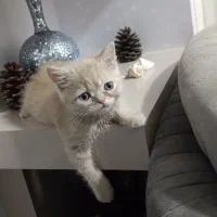 واگذاری گربه نر