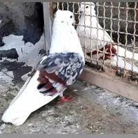 تپر سرخ و پلنگ میل جیگری پر رنگ