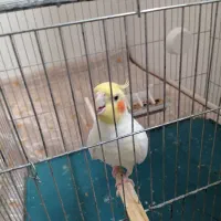 فروش عروس هلندی سخنگو
