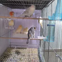 فروش انواع قناری