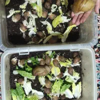 حلزون|خزنده|شیروان (خراسان), |دیوار