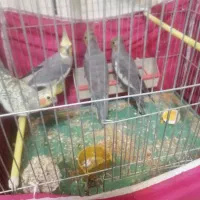 جوجه عروس هلندی