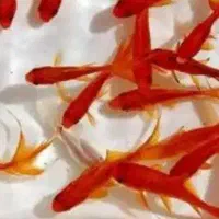 فروش ماهی قرمز برای استخر دار ها