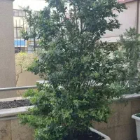 جفت یاس هلندی ارتفاع ۲۴۰cm با گلدان