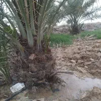 به یک شریک خانم برای زمین ماهی