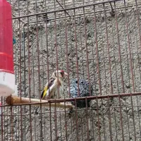 سهره ماده متولد قفس کار داده