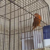 قناری نر2عددسرخ سوخته