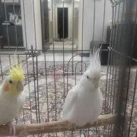 جفت عروس هلندی