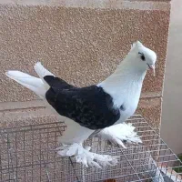 کبوتر روزگاری