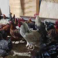 مرغ و خروس محلی ،کانتی گوشتی