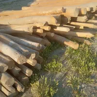 تعدادی چوب خشک سالم بفروش می رسد
