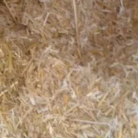 کاه گندم سامان