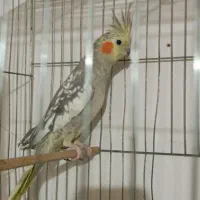عروس هلندی ماده جوان