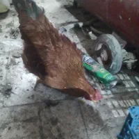 خروس اماده بکار اساله