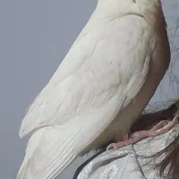 عروس هلندی گم شده