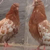 یه جفت جوجه کله دار