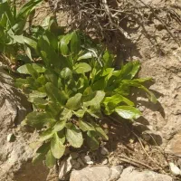 دوپلاک زمین مسکونی درشهرآلونی