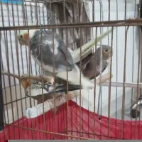 عروس هلندی جفت تخم گذار جوجه داره
