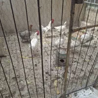 مرغ وخروس وجوجه