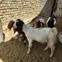 بز افغانی