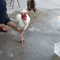 دو عدد خروس