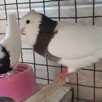 جفت طوقی درجه یک