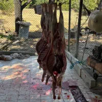 دام با قصاب