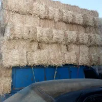 فروش کولش تحویل در محل