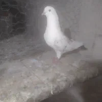 کبوتر