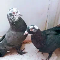 کبوتر سیاه کله ماستی بی غلط نر یا سیاه چشم نوک نر