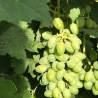 غوره عسگری