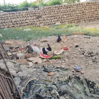 خرگوش