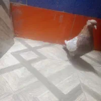 گمشده