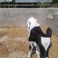 گوساله شیری درجه یک ماده