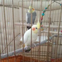 عروس هلندی مولد