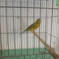 فناری نر قرس خون