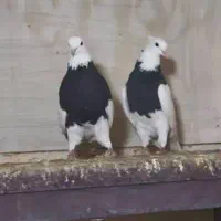 یه جفت طوق سیاه روزگاری زرنگ پامیلی کفتر خوبا