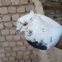 کبوتر دمسیا