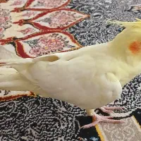 عروس هلندی ماده