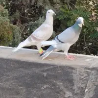 کبوتر جفتگاه آلمانی و ساده