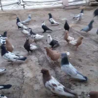 کفتر سینه رنگی ومخمل