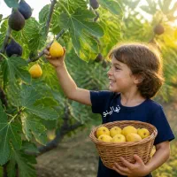 درخت انجیر ازمیر ترک ،نهال انجیر گلخانه نهالستان