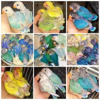 جوجه طوطی کوتوله دستی برزیلی