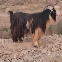 تیشتر بز