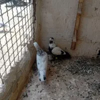 کفتر بوم