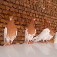 ۵ تا کبوتر یکه