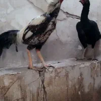 مرغ و خروس لاری