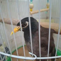 مرغ مینا سخنگو