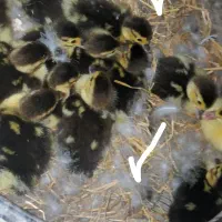 جوجه اردک اسرائیلی نژاد سنگین وزن